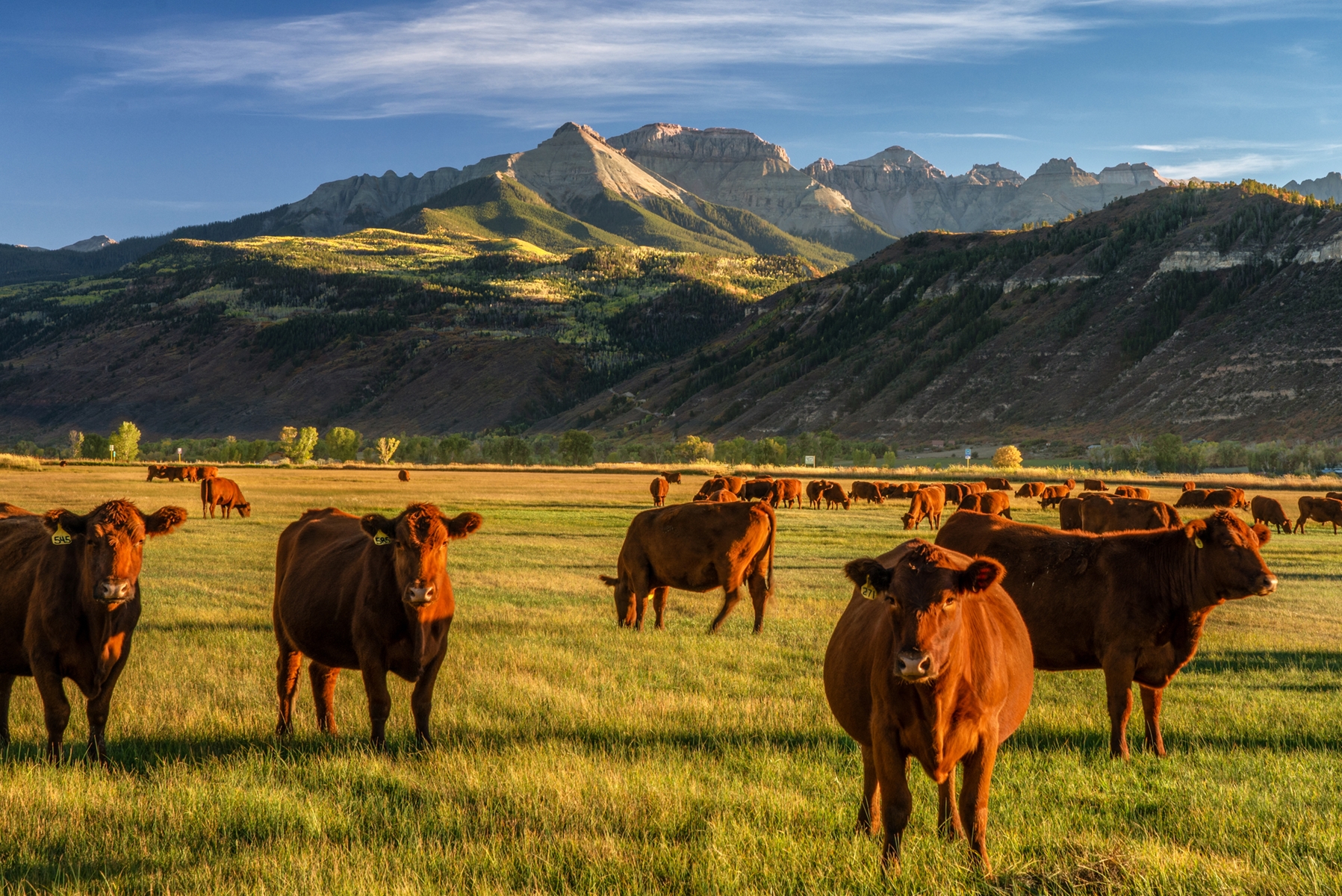cows